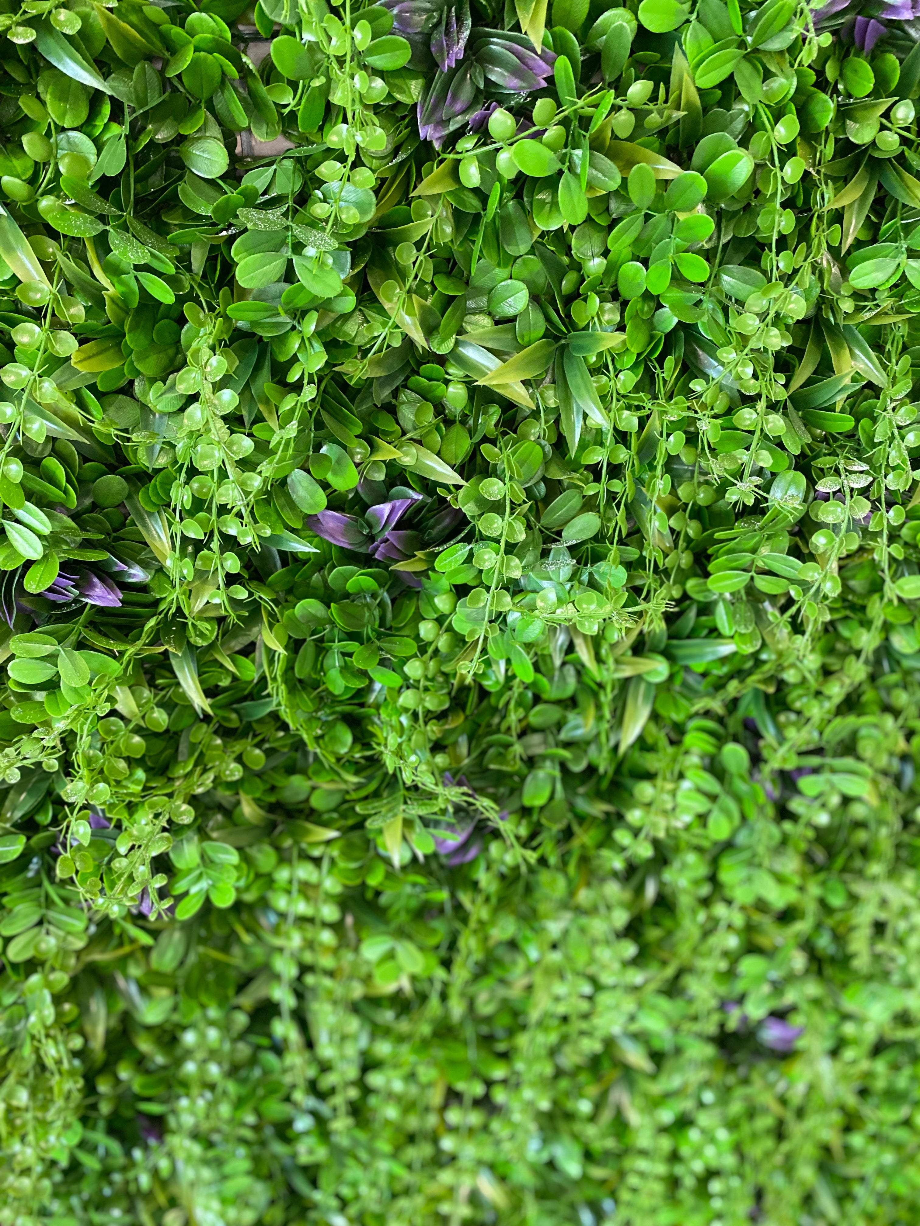 plant wall